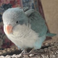Bb conure souris epp #5
