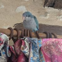 Bb conure souris epp #6