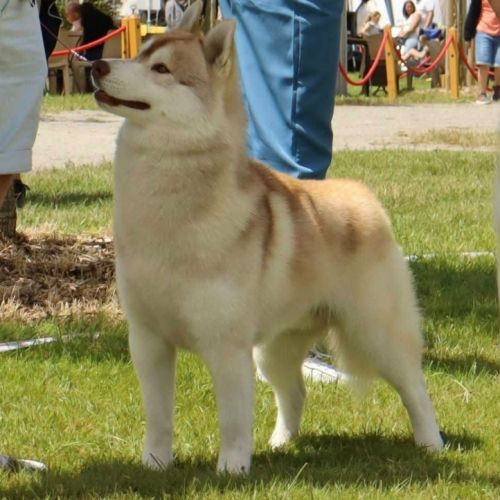 Mâle siberian husky adulte #1