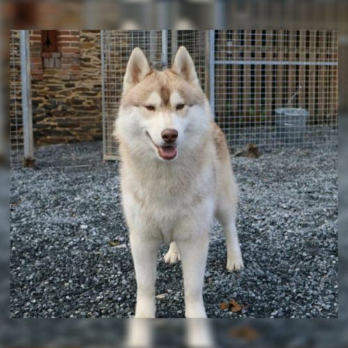 Mâle siberian husky adulte