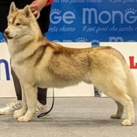 Mâle siberian husky adulte #2