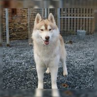 Mâle siberian husky adulte #0
