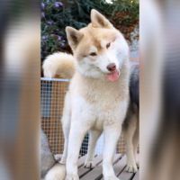Mâle siberian husky adulte #4