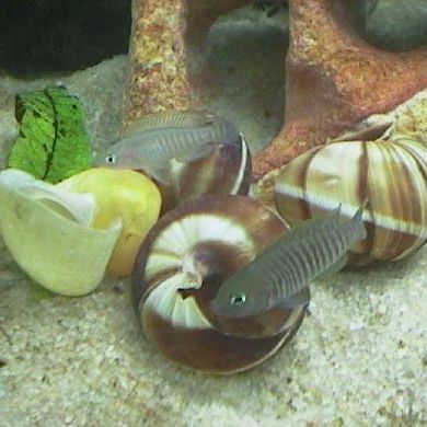 Colonie de multifasciatus neolamprologus à donner