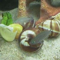 Colonie de multifasciatus neolamprologus à donner