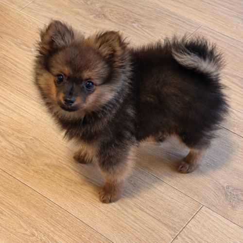 Chiot femelle type spitz allemand intermédiaire #0