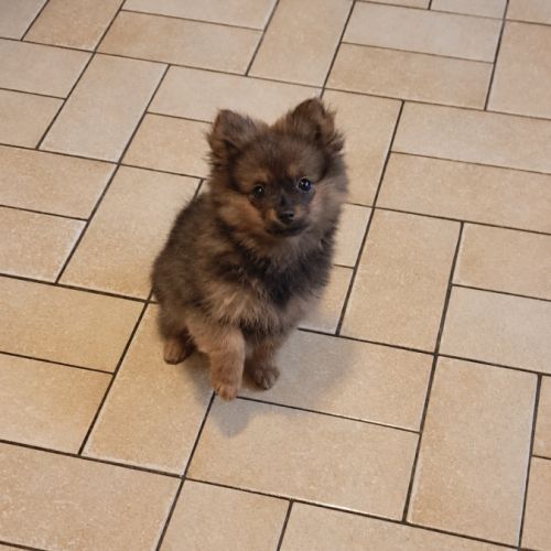 Chiot femelle type spitz allemand intermédiaire #3
