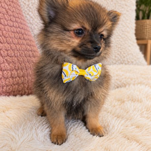 Chiots spitz allemand intermédiaire à réserver