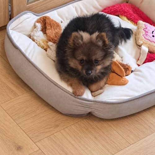 Chiot femelle type spitz allemand intermédiaire #4