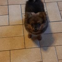Chiot femelle type spitz allemand intermédiaire #1