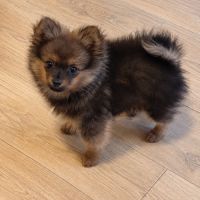 Chiot femelle type spitz allemand intermédiaire