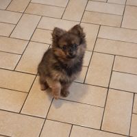 Chiot femelle type spitz allemand intermédiaire #3