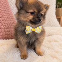 Chiots spitz allemand intermédiaire à réserver