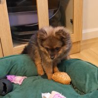 Chiot femelle type spitz allemand intermédiaire #5