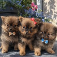 Chiots spitz allemand intermédiaire à réserver