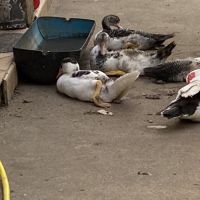 Canard dinde