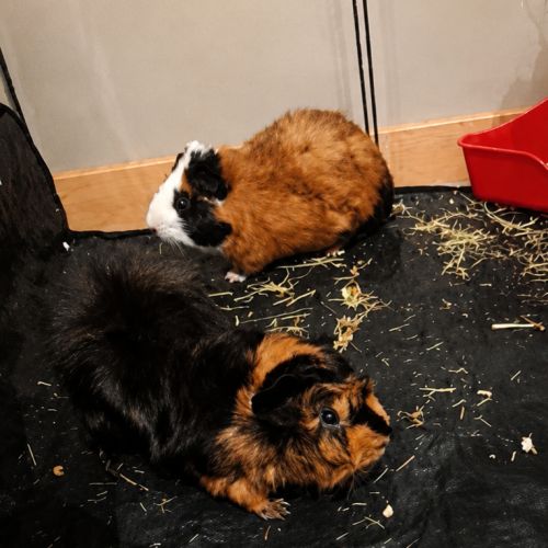 2 mâles cochon dinde #0