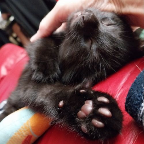 Deux chatons gothiques en quête d'amour #2
