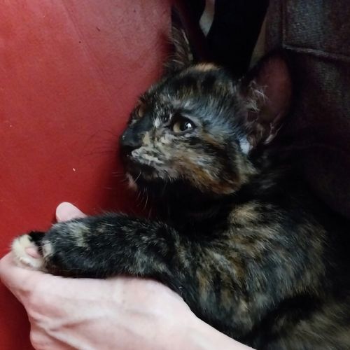 Deux chatons gothiques en quête d'amour #9