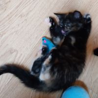 Deux chatons gothiques en quête d'amour #1