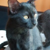Deux chatons gothiques en quête d'amour #4