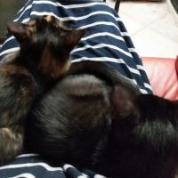 Deux chatons gothiques en quête d'amour #7