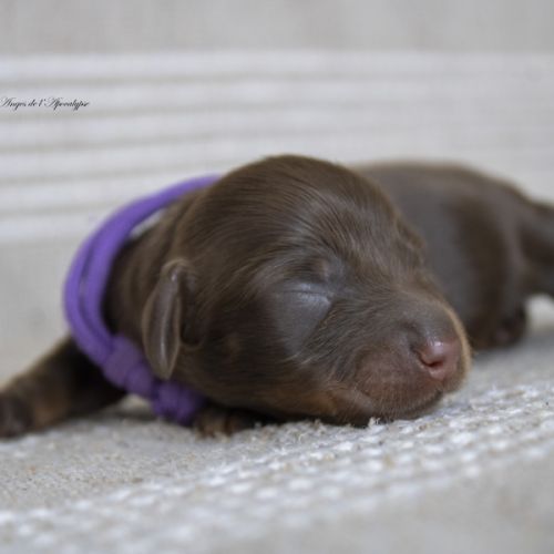 Chiots mâles teckel nain kaninchen poil long lof #3