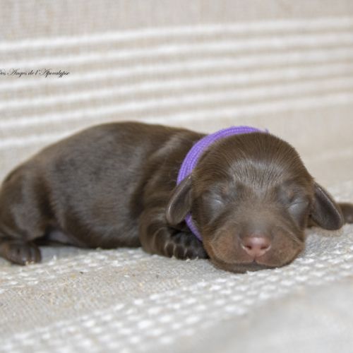 Chiots mâles teckel nain kaninchen poil long lof #4