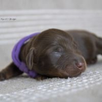 Chiots mâles teckel nain kaninchen poil long lof #3