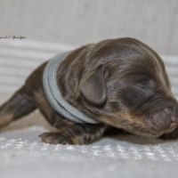 Chiots mâles teckel nain kaninchen poil long lof #6