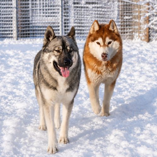 Chiots siberian husky #1