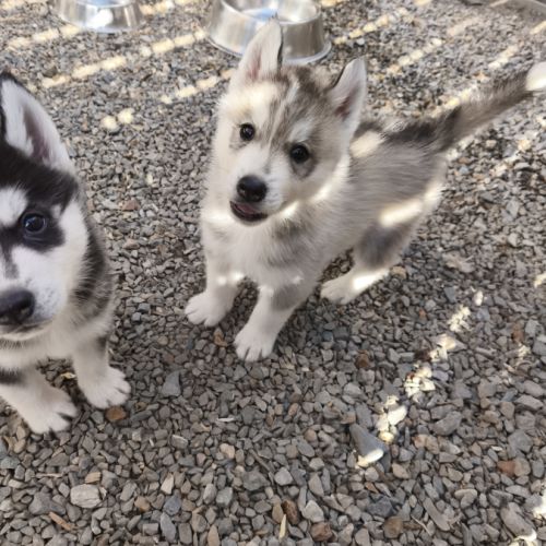Chiots siberian husky #2