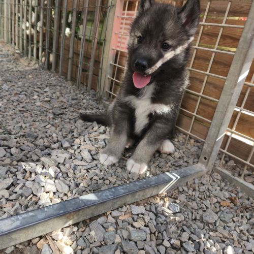 Chiots siberian husky #3
