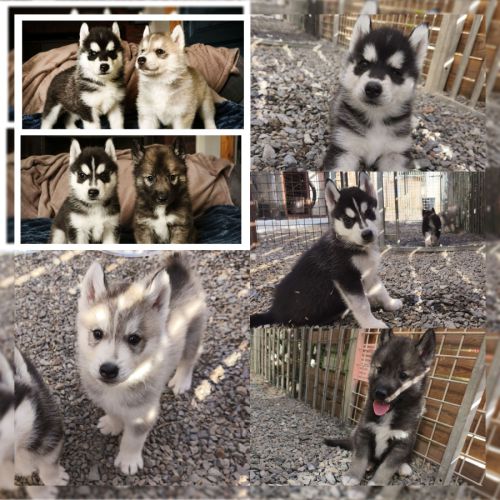 Chiots siberian husky
