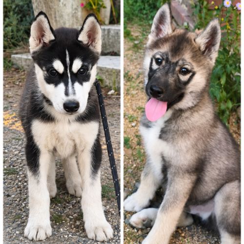 Chiots husky de sibérie