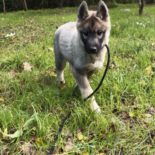 Chiot husky lof #2