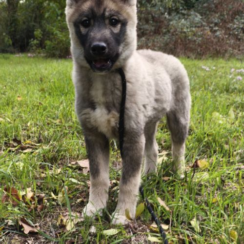 Chiot husky lof #3