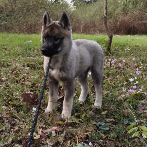Chiot husky lof #4