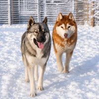 Chiots siberian husky #1