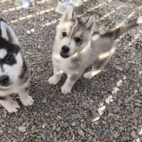 Chiots siberian husky #2