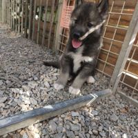 Chiots siberian husky #3