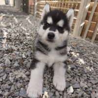 Chiots siberian husky #4