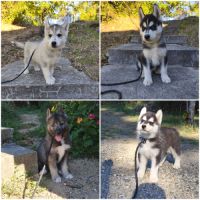 Chiots siberian husky