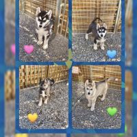 Chiots siberian husky