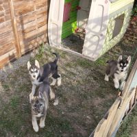 Chiots siberian husky