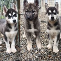 Chiots husky de sibérie