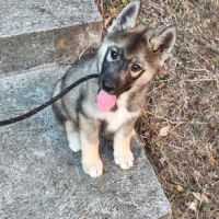 Chiot husky de sibérie