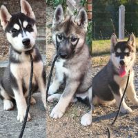 Chiots husky de sibérie