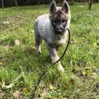 Chiot husky lof #2