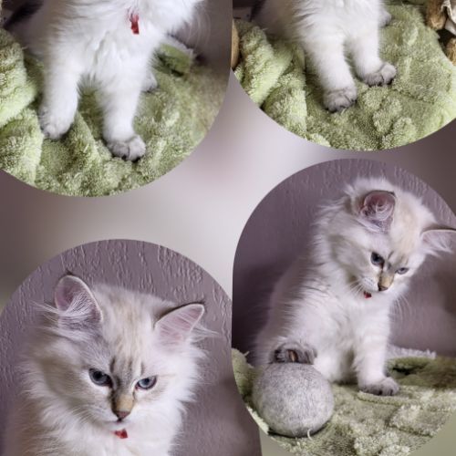 Chaton sibérien loof